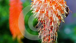 Redhot poker Torch lily Kniphofia and bees pollinating