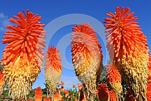 Redhot pokerPlant - Fiery colored Kniphofia