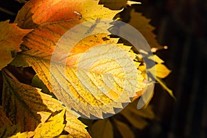 Redish bright yellow Grape leaf on dark