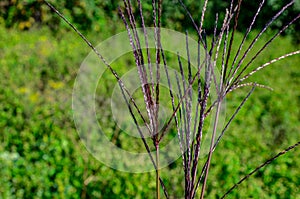 Redish flowers of grass yellow bluestem, latin name Bothriochloa or Andropogon ischaemum