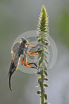 A redish giant robberfly with pointy tail photo