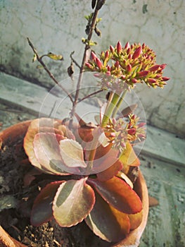 Redish-pink Bryophyllum pinnatum, flower pot