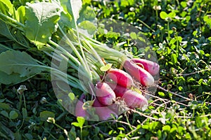 Redish sheaf on green grass