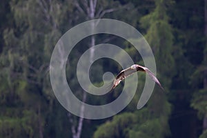 a redkite flying through the trees