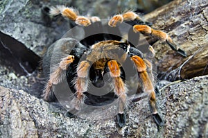 Redknee tarantula