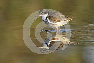 A redkneed dotterel in Outback Australia