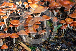 Redlead Roundhead forest floor littered with mushrooms