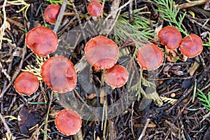 Redlead Roundhead mushrooms on the forest floor