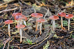 Redlead Roundhead ratiomyces ceres fungus on the forest floor