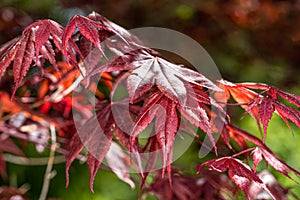 Redleaf Japanese Maple