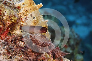 Redlip Blenny (Ophioblennius macclurei)