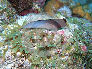 Redlipped Blenny