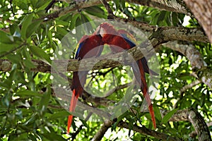 Redmacaws Petting in the suburbs of Manuel Antonio, Costa Rica.