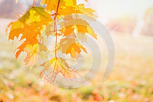 Redmaple leaf at autumn light blurred background