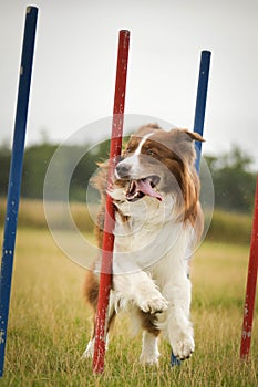 Redmerle Australian shepherd is running slalom