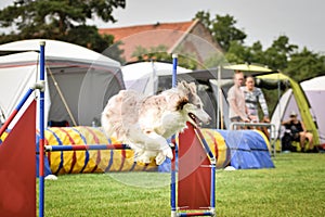 Redmerle border collie is jumping over the hurdles.