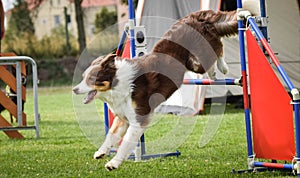 Redmerle border collie is jumping over the hurdles.