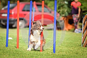 Redmerle border collie is running on czech agility competition