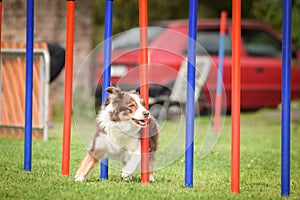 Redmerle border collie is running on czech agility competition