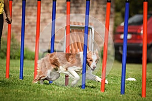 Redmerle border collie is running on czech agility competition slalom