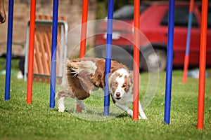 Redmerle border collie is running slalom