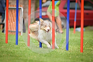 Redmerle border collie is running slalom