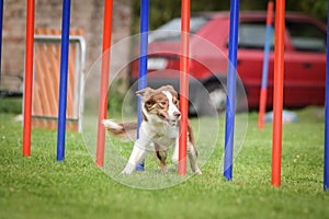 Redmerle border collie is running slalom