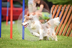 Redmerle border collie is running slalom