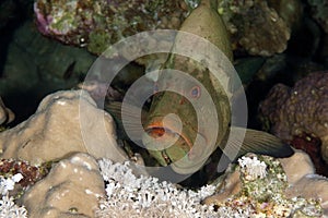 Redmouth grouper