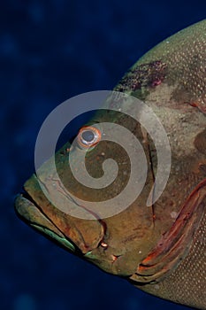 Redmouth grouper