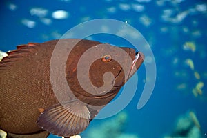 Redmouth grouper