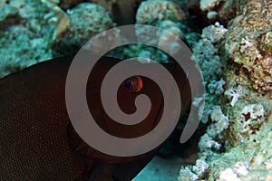 Redmouth grouper in de Red Sea.