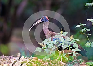 A Rednap ibis on ground