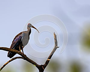 A Rednaped Ibis resting