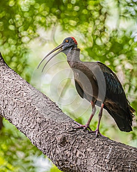 A rednaped ibis on a tree