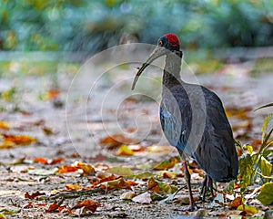 A Rednaped ibis