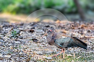 rednaped ibis