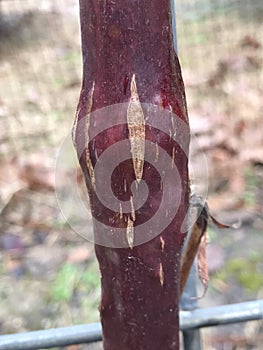 Rednecked Cane Borer on Blackberry Stems - Agrilus ruficollis in Alabama