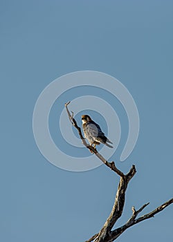Rednecked Falcon ( Falco chicquera ) Kgalagadi Transfrontier Park, South Africa