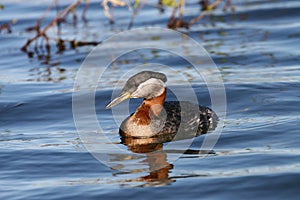 Rednecked Grebe