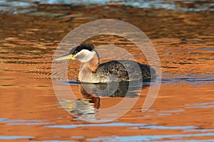 Rednecked Grebe