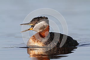 Rednecked Grebe