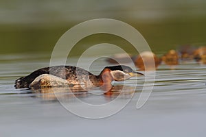 Rednecked Grebe