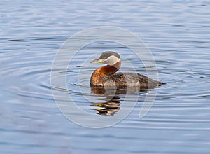 Rednecked Grebe Adult