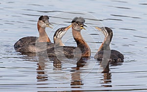 Rednecked Grebe Family with Juvenile Offspring