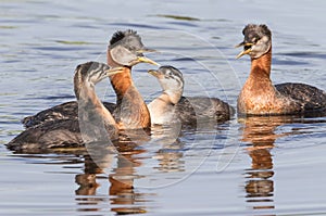 Rednecked Grebe Family with Juvenile Offspring