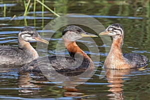 Rednecked Grebe Family with Juvenile Offspring