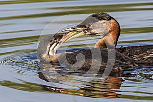 Rednecked Grebe Feeding Fish to the Juvenile