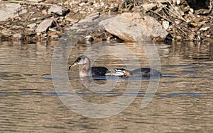 Rednecked Grebe Feeding Fish to the Juvenile