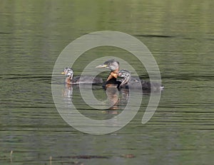 Rednecked Grebe with it`s Juvenile Offspring